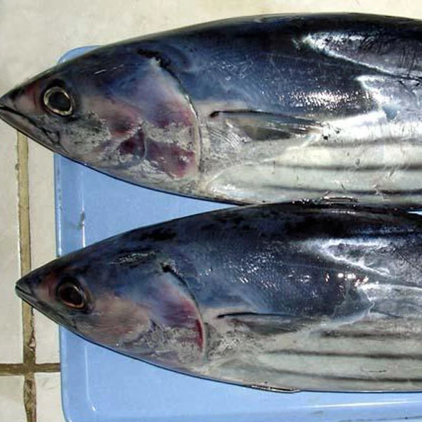 Frozen Skipjack Tuna Whole Round
