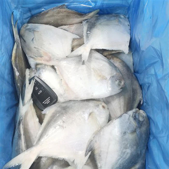 Frozen Silver Pomfret Frozen Silver Pomfret