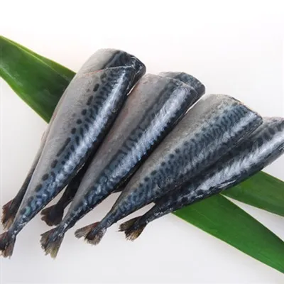 Pacific Mackerel HGT Pacific Mackerel HGT